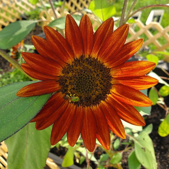 Meet your Posher, Liz - Picture 3 of 3